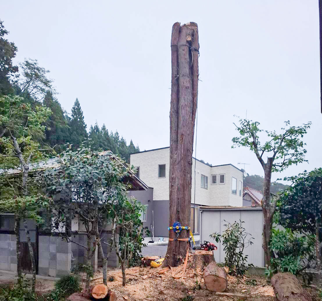 特殊伐採の神髄は安全性と緻密さ