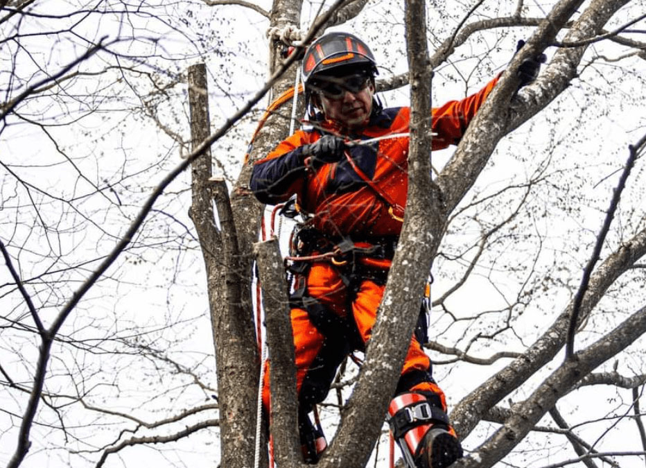 木のプロフェッショナル
